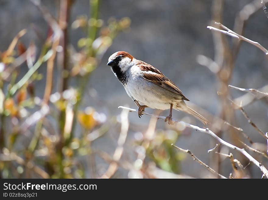 A small sparrow perched on a tiny twig.