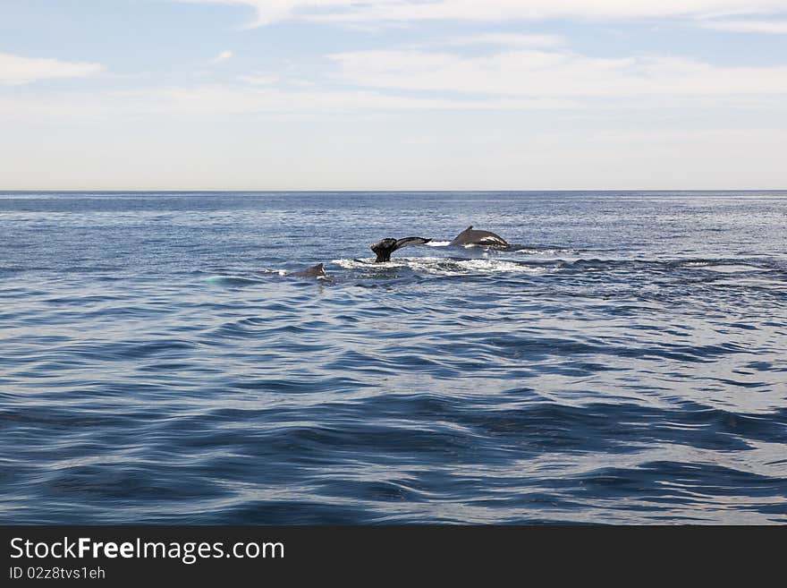 Cape cod: whales diving in the sea