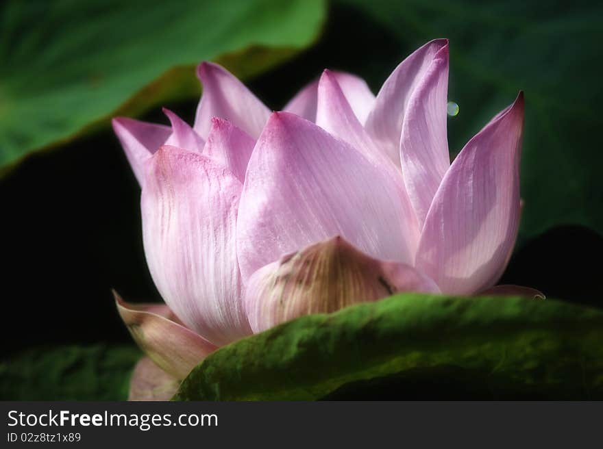 Beautiful Lotus blooming in swamp.