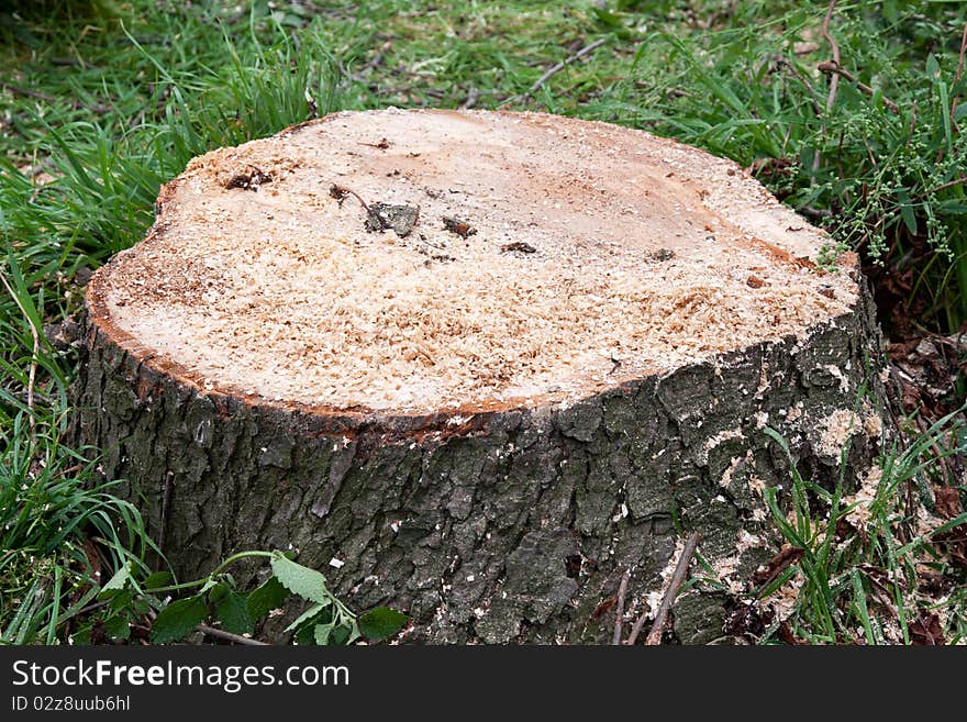 Sawed down stump