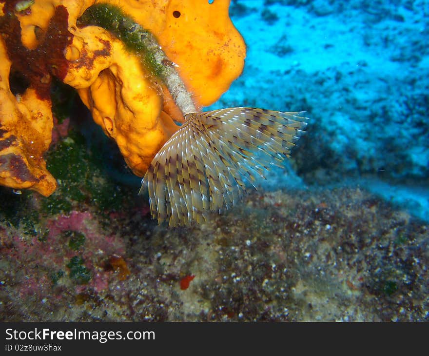 Spirographus In Mediterranean Sea