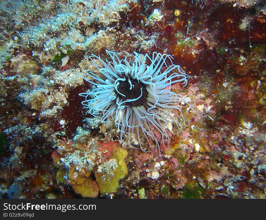 A White actinia in mediterranean sea