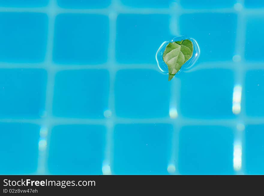 Leaf in swimming pool