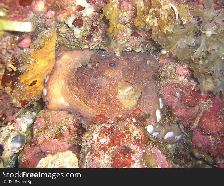 One octopus in his hiding place in mediterranean sea