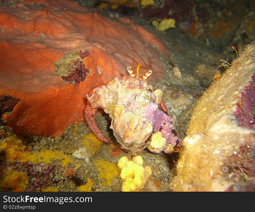 Pagurus crab in mediterranean sea