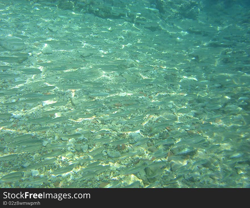 A shoal of fish in mediterranean sea