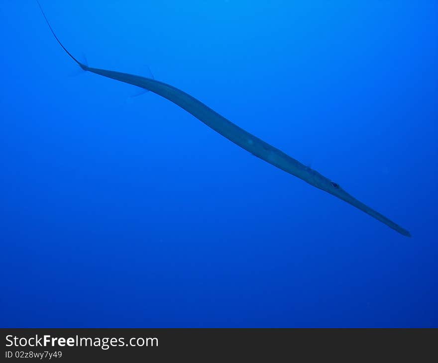 Trumpet fish