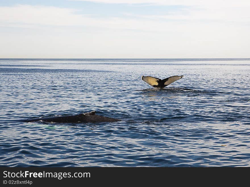 Cape cod: whale swimming in the sea