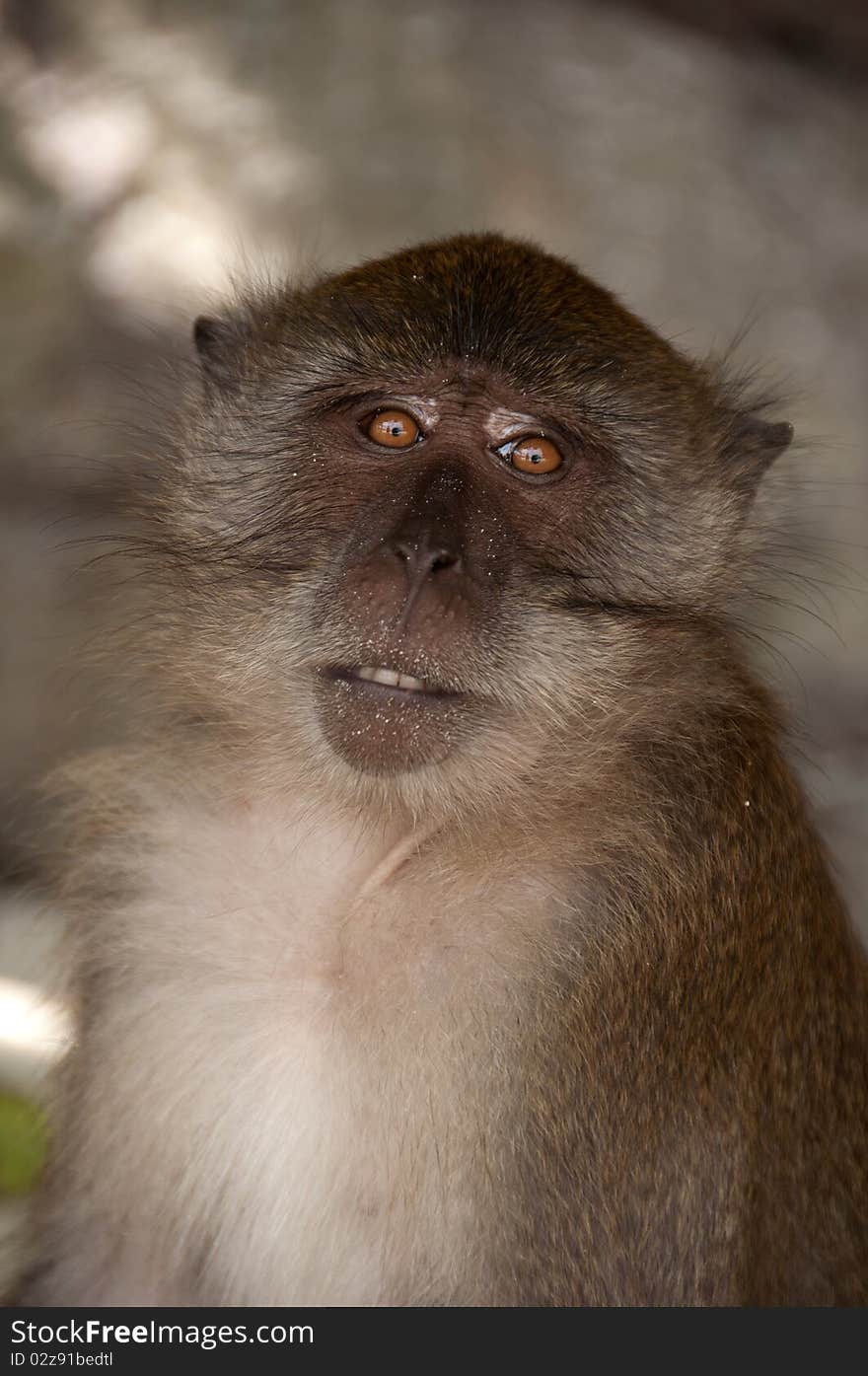 Tropical Monkey Macaque