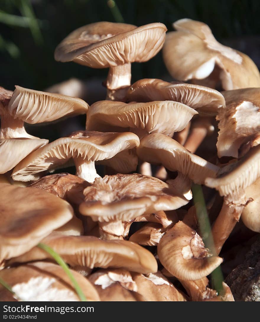 Wild Mushrooms growing in the forest