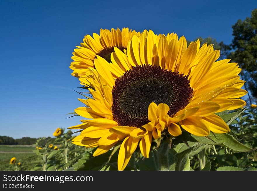 Close-up of a sunflower on bright and sunny morning. Morning dew is visible on some petals.