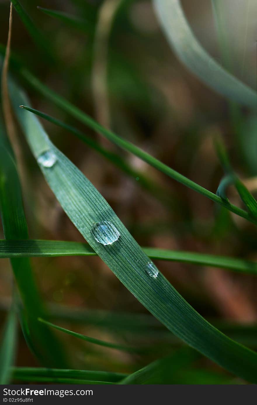 Fresh green grass with water drop and sun light. Fresh green grass with water drop and sun light