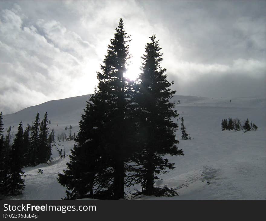 Snow, sun and trees