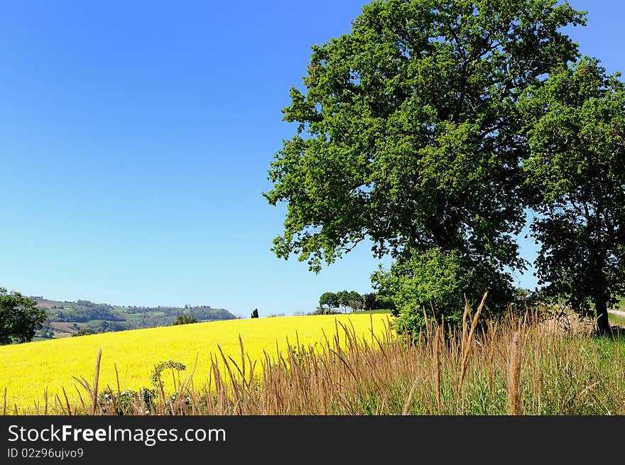 Big oak in countryside