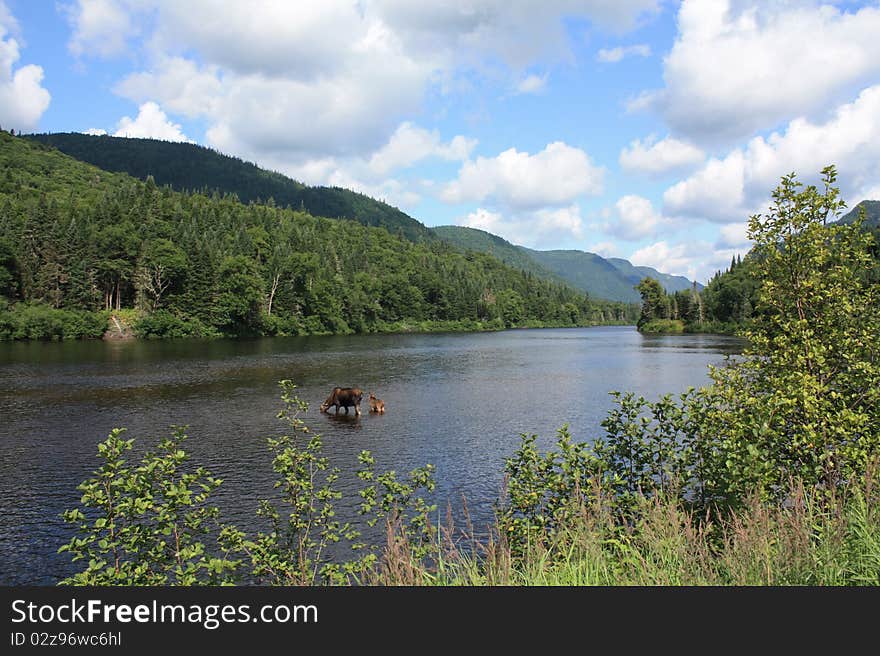 Mooses in Jacques Cartier national park, Quebec