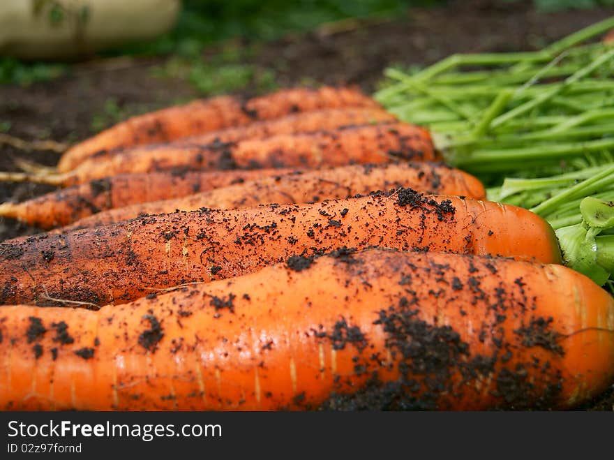 Fresh Organic Carrot