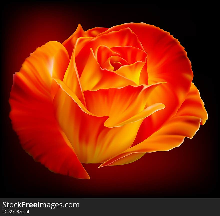 Vector photo-realistic beautiful fiery rose on a black background. Vector photo-realistic beautiful fiery rose on a black background