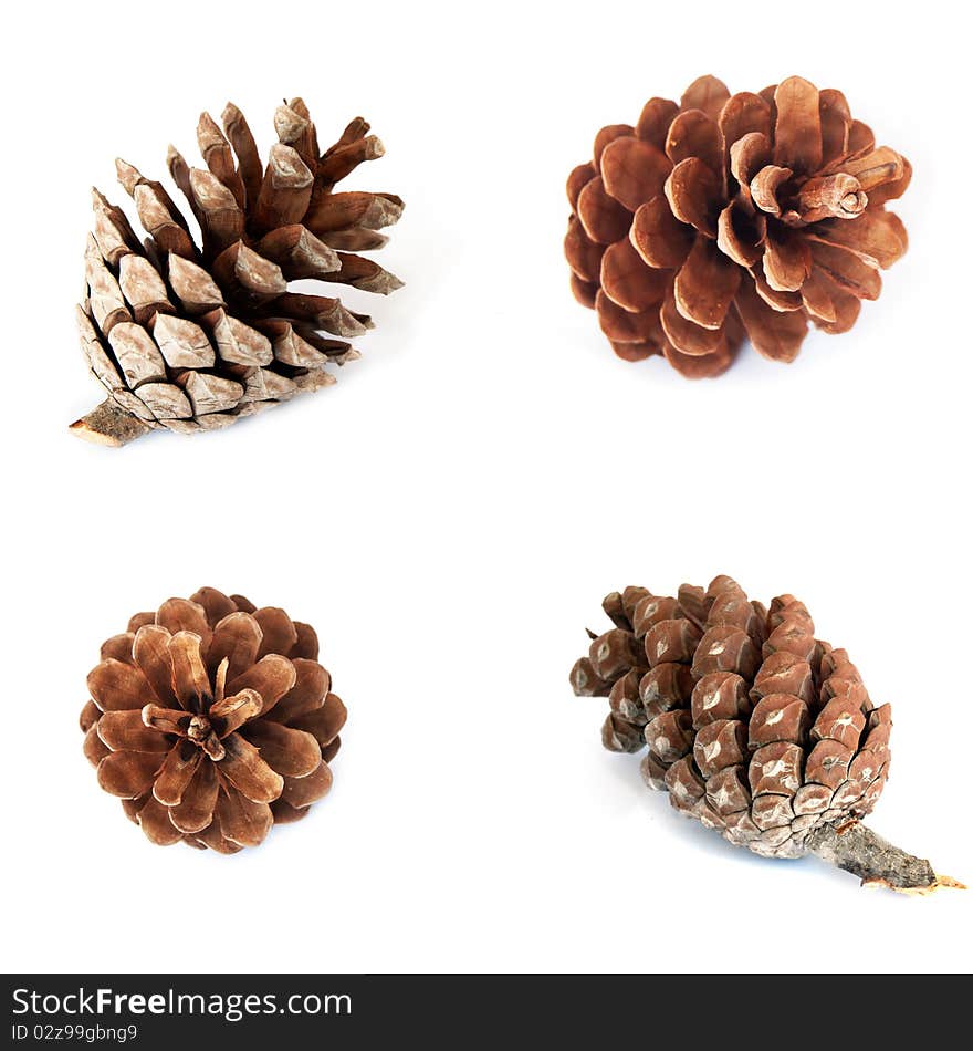 Pine cones