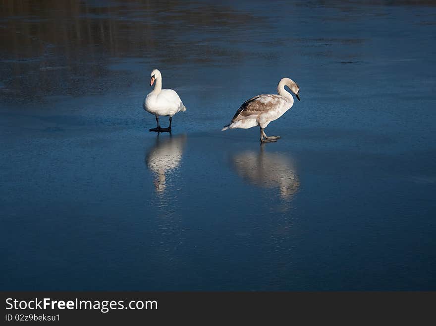 Cygnet and Swan reflected on Ice