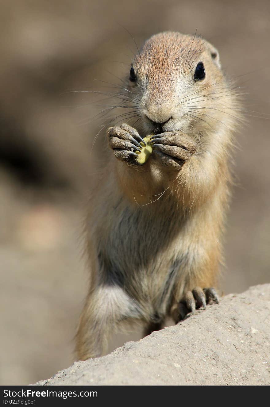 Kid prairie dog are eating peanuts.