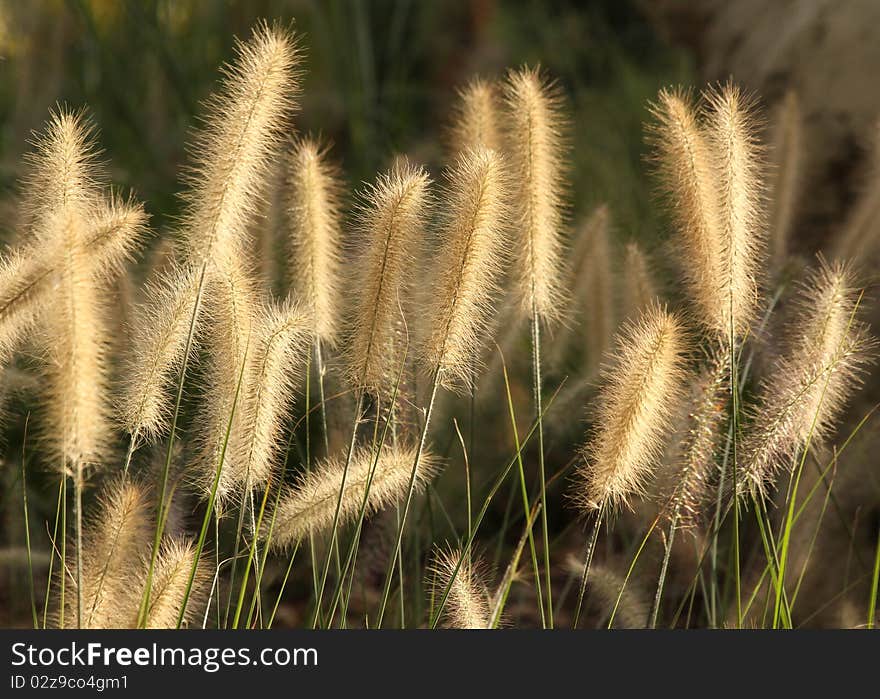 Grass kinds group of light the against.