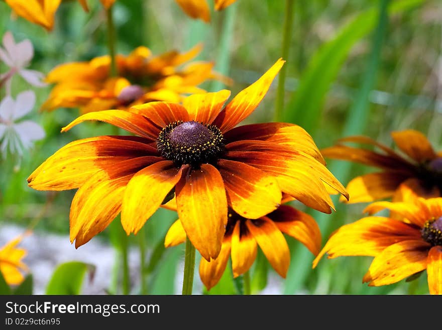 Yellow and Orange Rudbeckia