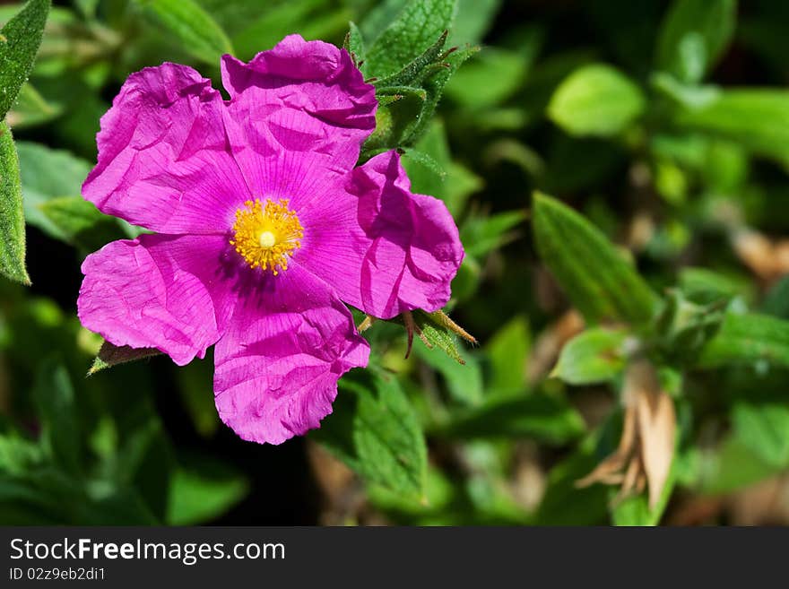 Fuchsia rosa acicularis or wild rose still wrinkled from opening.