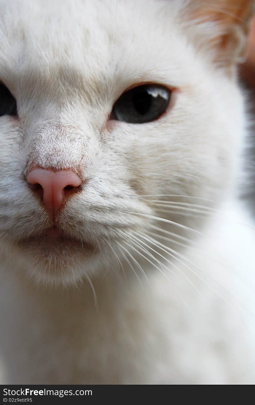 Attractive face white cat, closeup