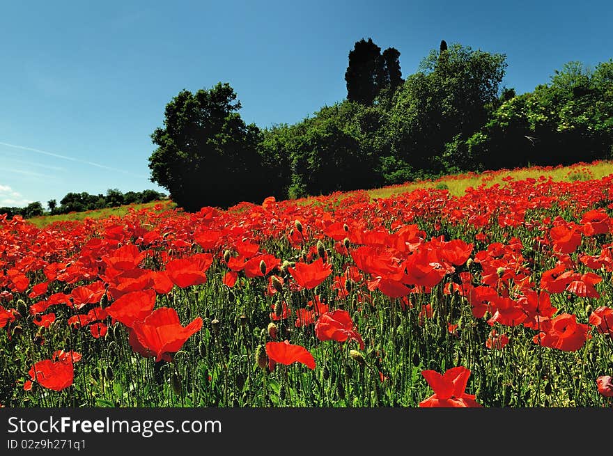 Poppy field