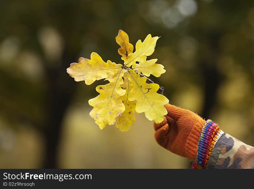 Mans hand in a glove holding oak leaves. Mans hand in a glove holding oak leaves