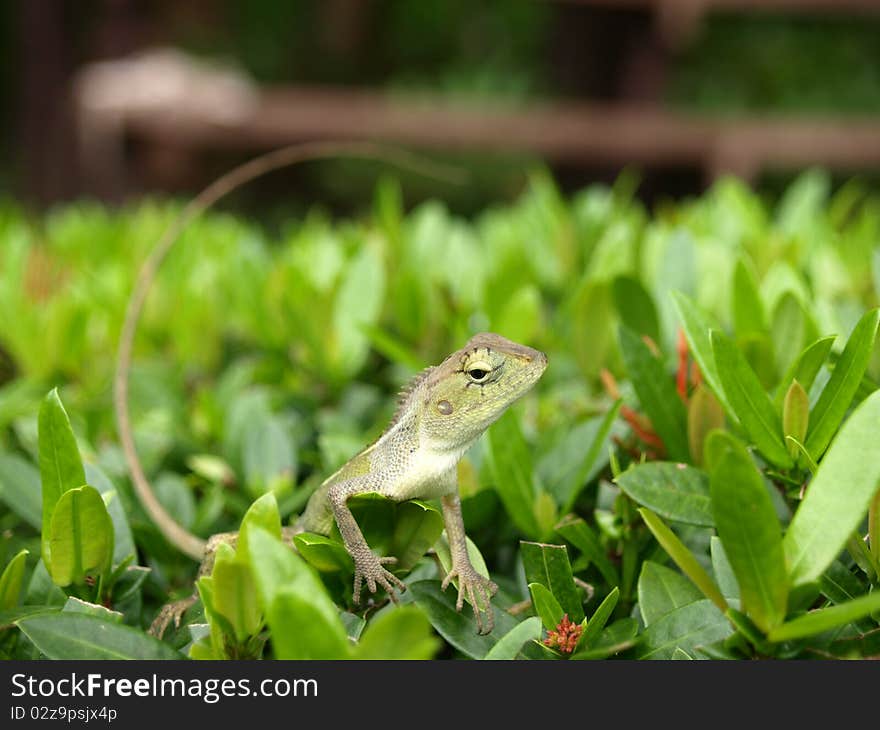 Mini Iguana In Green Land,Thailand