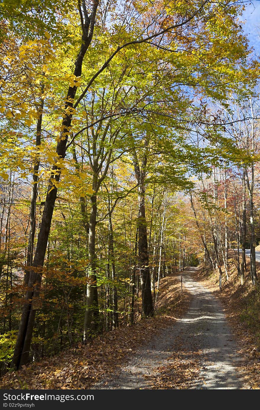 Autumn forest in West Virginia