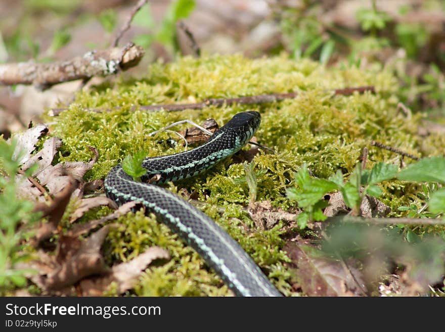 Gardener Snake