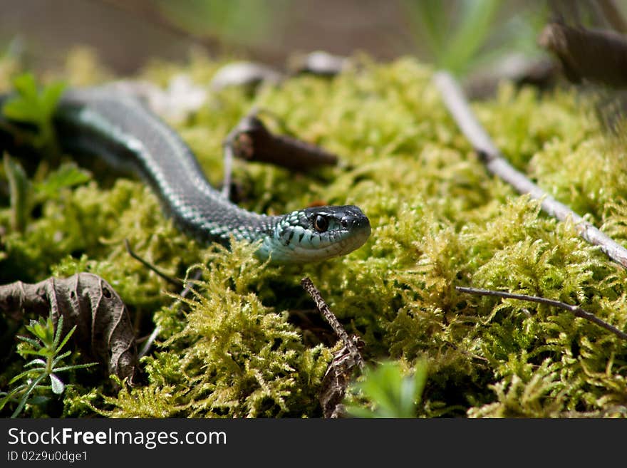 Gardener Snake