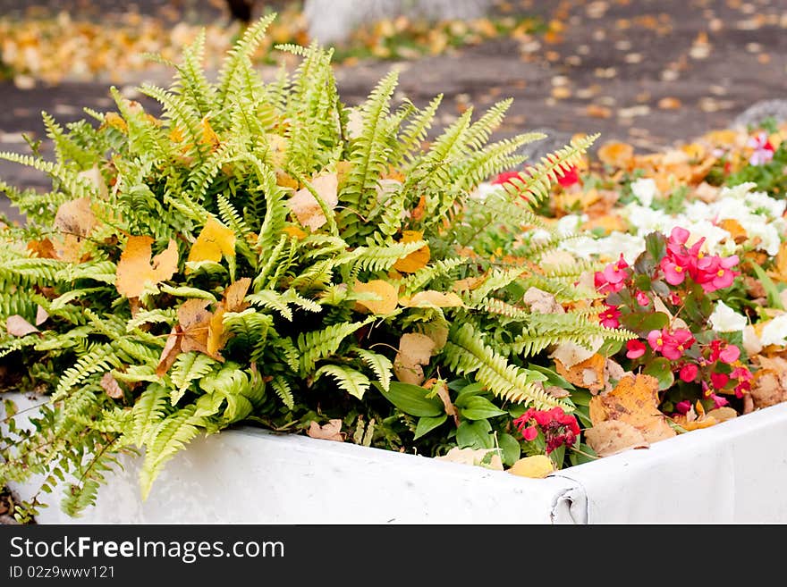 An autumn flowerbed with fern, flowers and yellow leaves