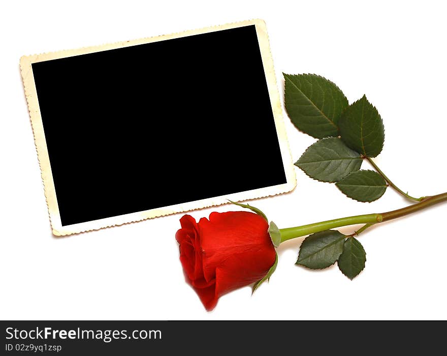 Old photo and red rose on white background