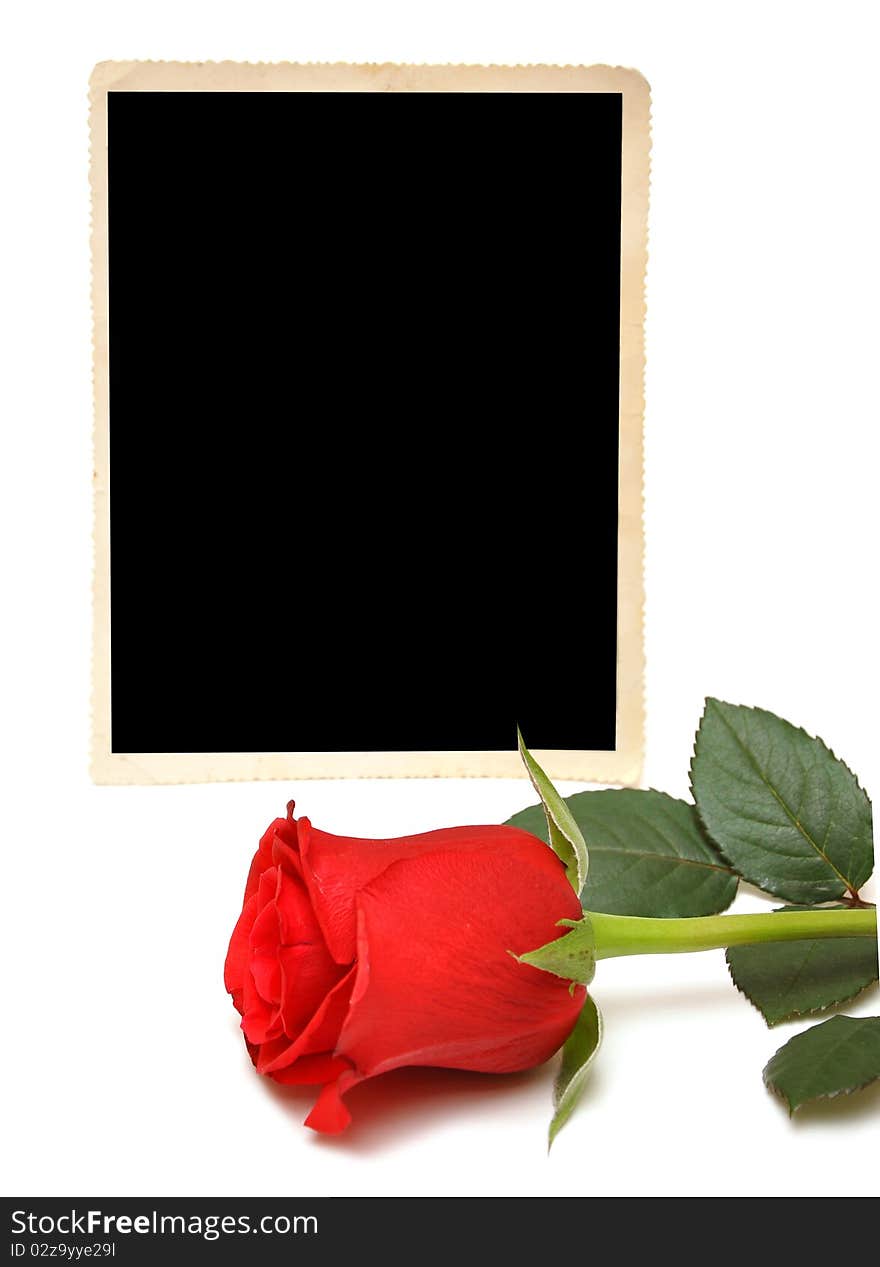 Old photo and red rose on white background