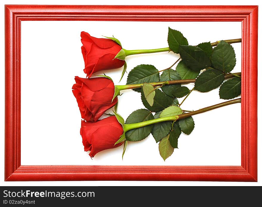 Red fresh roses in wood frames. space for your text