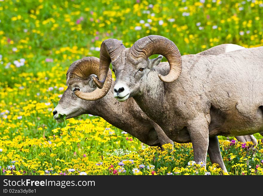 One ram keeping watch while the other munches on grass and flowers. One ram keeping watch while the other munches on grass and flowers.