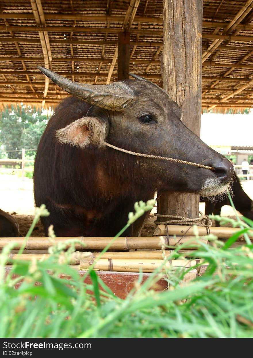 Big buffalo eating grass in buffalo villages ,Suphanburi Thailand. Big buffalo eating grass in buffalo villages ,Suphanburi Thailand