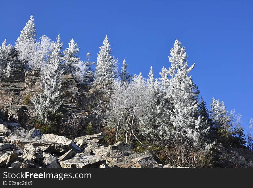 Frosty morning