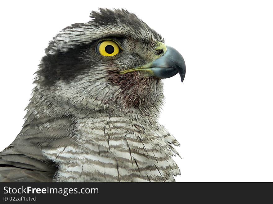 Bird hawk isolate white background