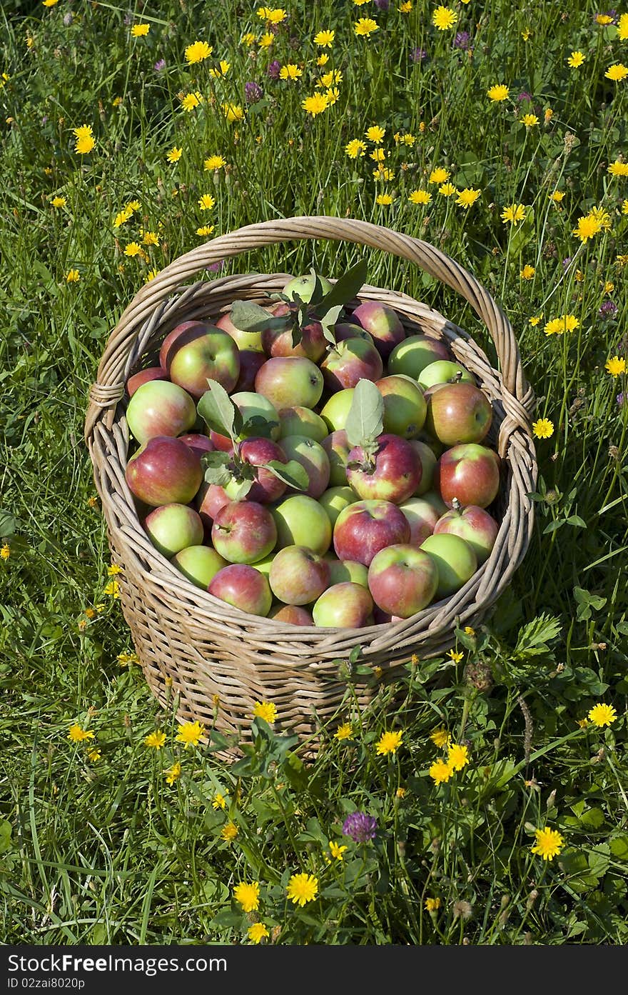 Ripe, juicy apples in an old-fashioned basket against a green grass. Ripe, juicy apples in an old-fashioned basket against a green grass