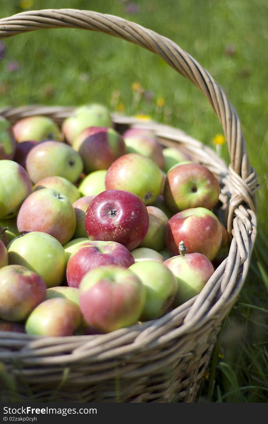 Basket with apples close up. Attention accentuation on a red apple. Basket with apples close up. Attention accentuation on a red apple.