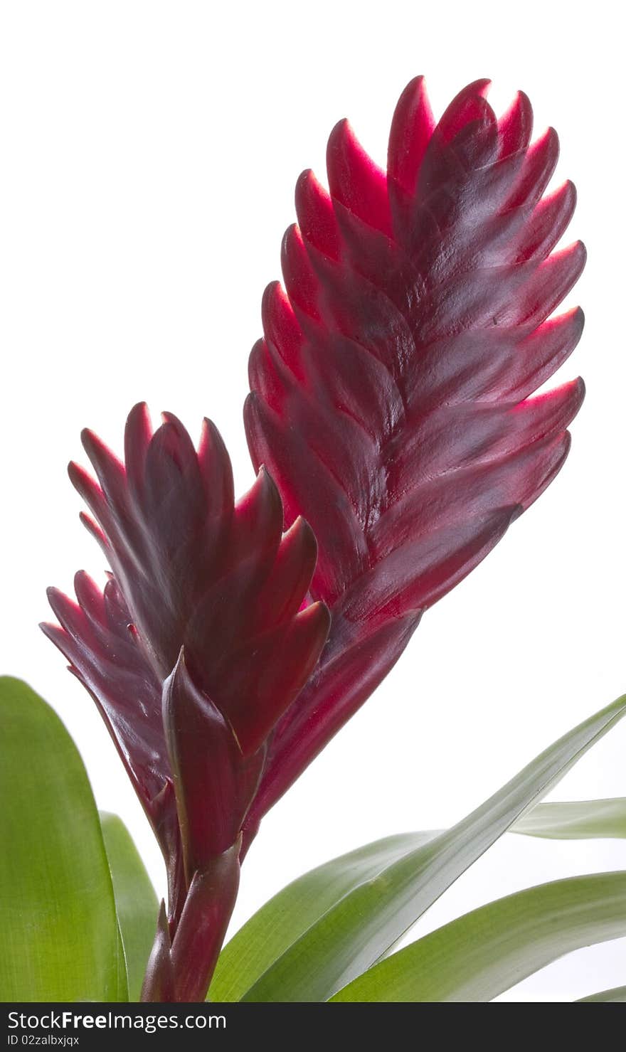 Bromelia plant flower, isolated on white background