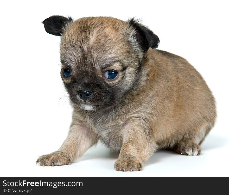 Puppy of the chihuahua in studio on a neutral background