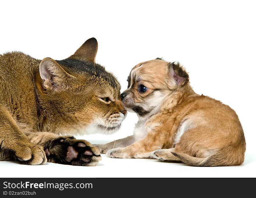 Cat and puppy of the chihuahua