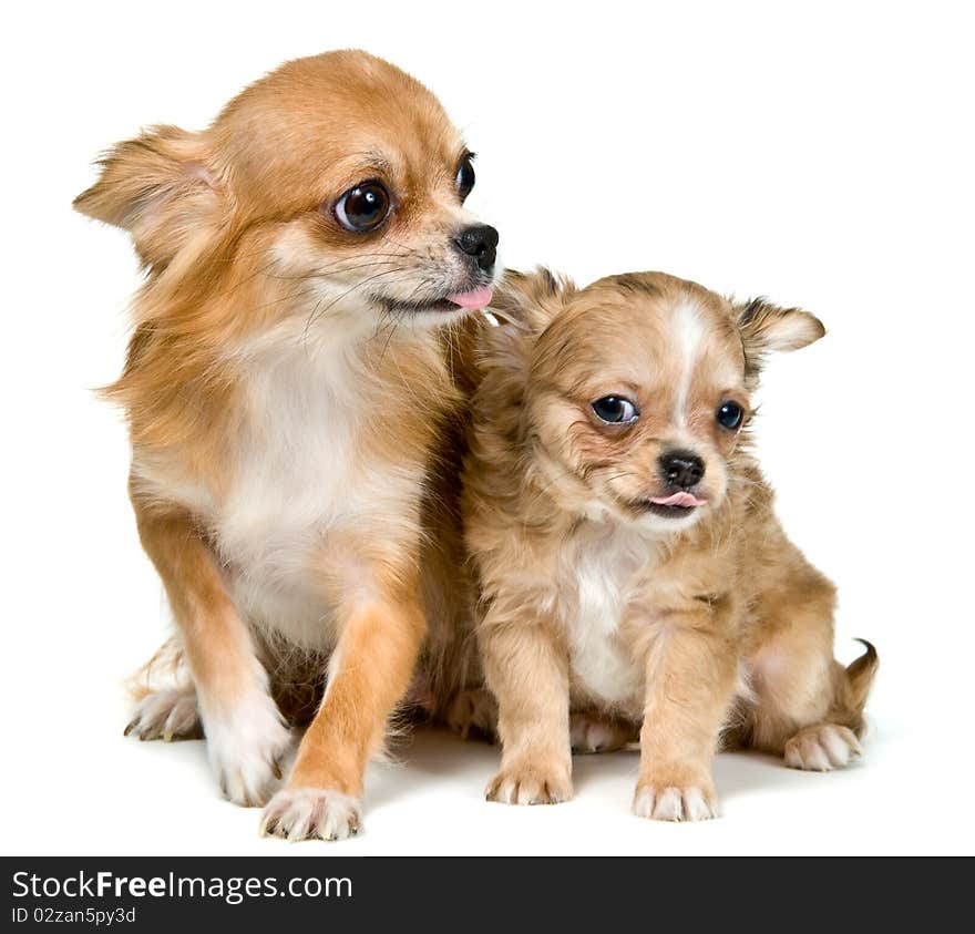 Dog of breed chihuahua and its puppy in studio