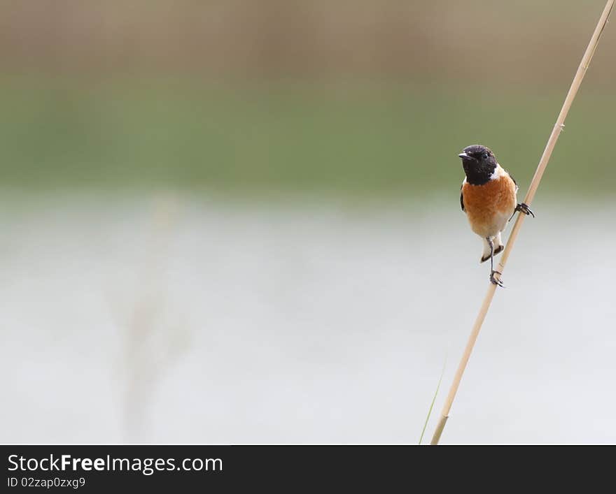 Stonechat bird on branch with blurred river bank in the background