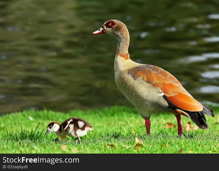 A duck standing next to a lake along with It's son. A duck standing next to a lake along with It's son.